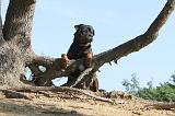 ROTTWEILER 051